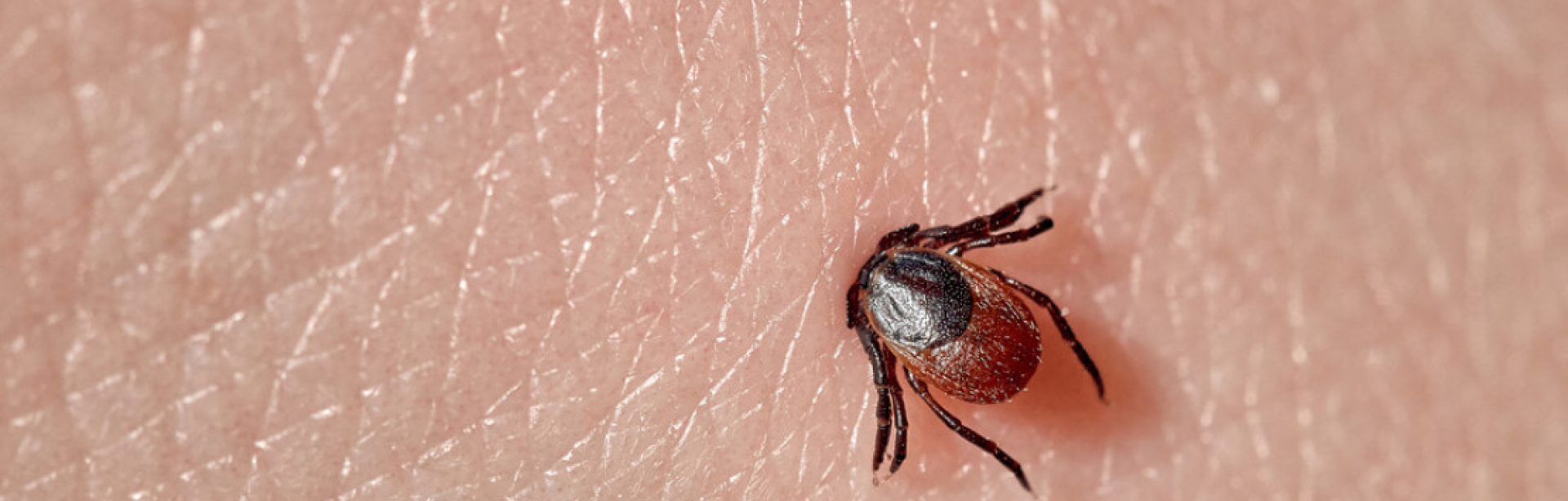 Фото - 5 поширених міфів про кліщів